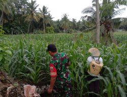 Babinsa Koramil 05/Ulaweng Laksanakan Pembinaan Ketahanan Wilayah (Tahwil) Memantau Penyemprotan Hama Ulat Pada Tanaman Jagung
