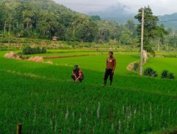 Babinsa Koramil 20/Bontocani Dim 1407/Bone Pantau Tanaman Padi Milik Petani Di Kelurahan Kahu