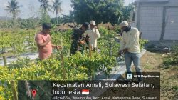 Babinsa Koramil 1407-05/Ulaweng Dukung Ketahanan Pangan Lewat Pemantauan Tanaman Cabai Warga